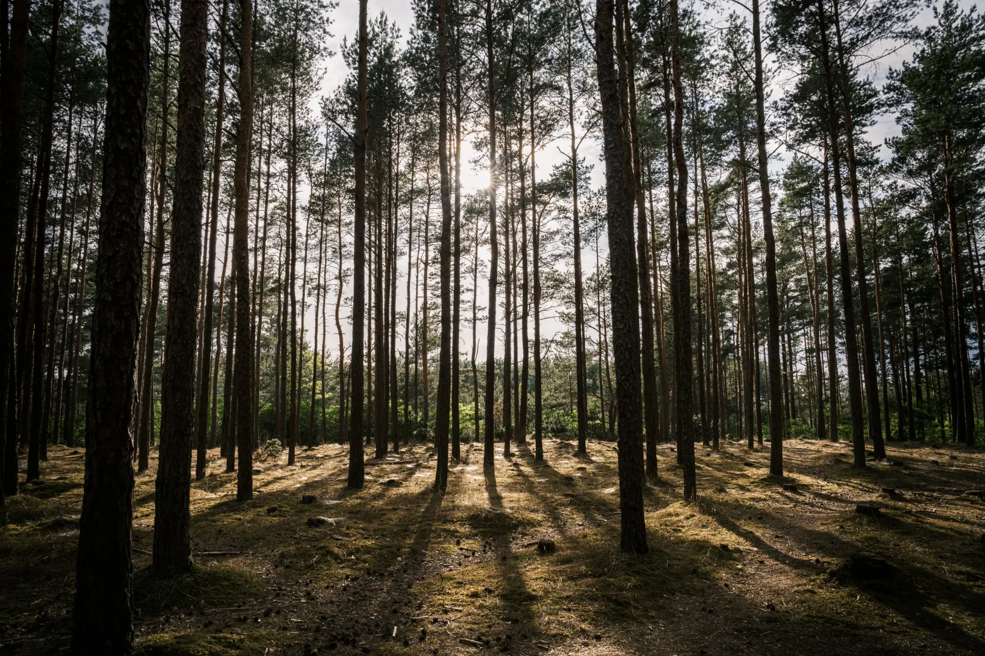 Ką veikti Palangoje bėgimo takas labrytis pušynas Palangoje