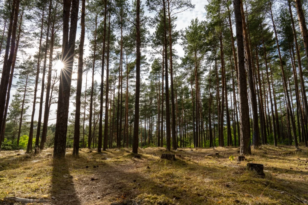 Poilsis Palangoje Nakvyne Palangoje Palanga Visit Spa Palangoje Apartamentai Pušynas