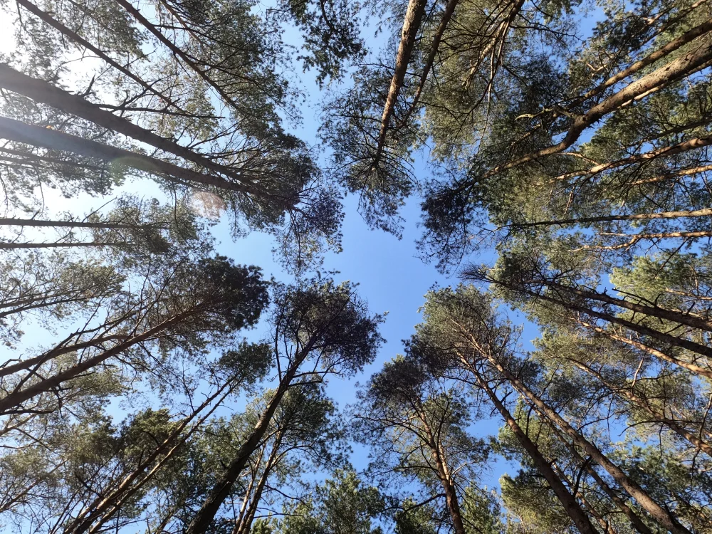 Ką veikti Palangoje dviračių takai pušynas Palangoje