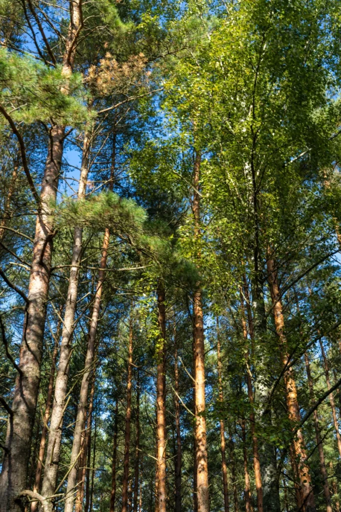 Poilsis Palangoje SPA Palangoje Nakvynė Palangoje Palanga Visit apartamentai Savaitgalis palangoje pasiūlymas